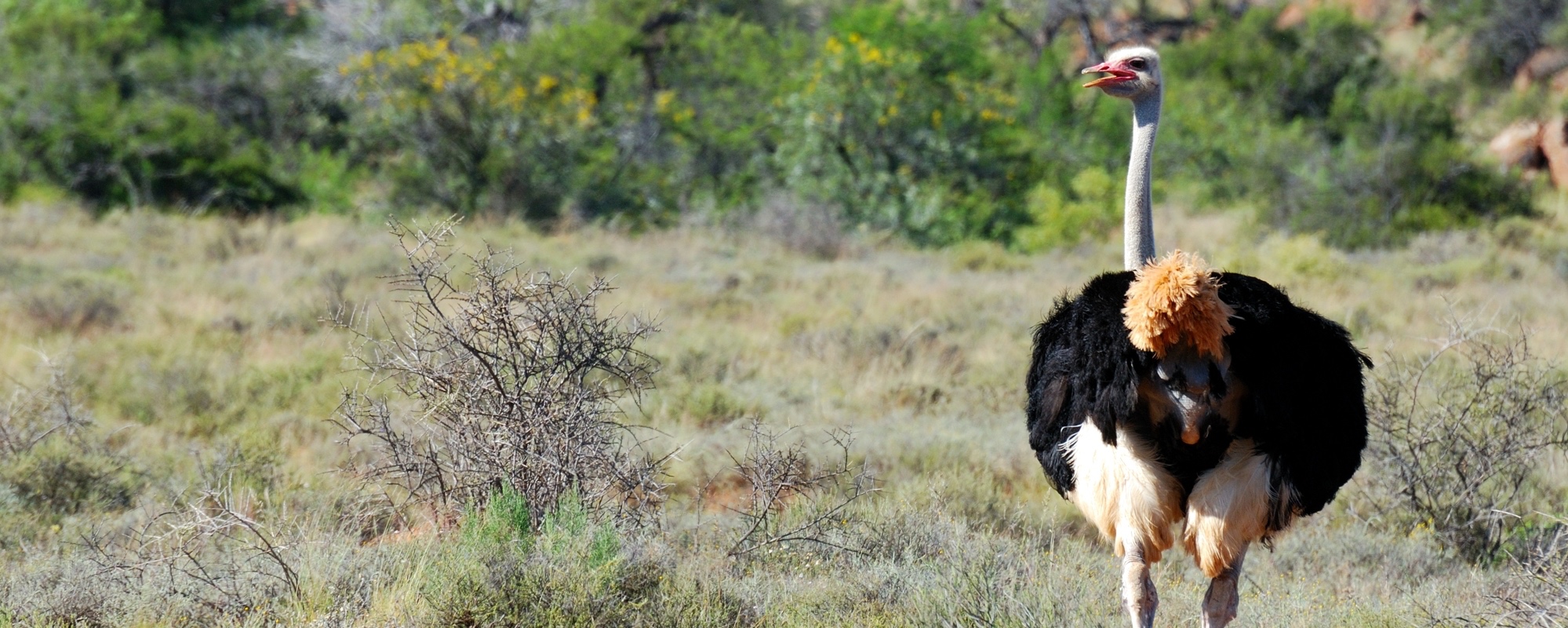 Kalahari-Calling_Western Cape strauss