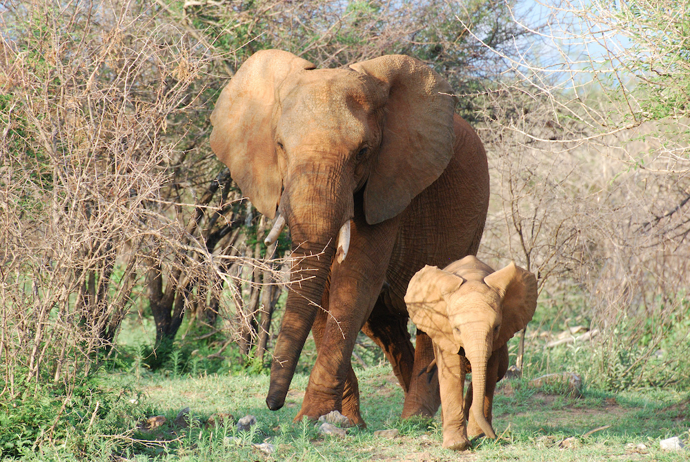 Elefantenkuh und Baby
