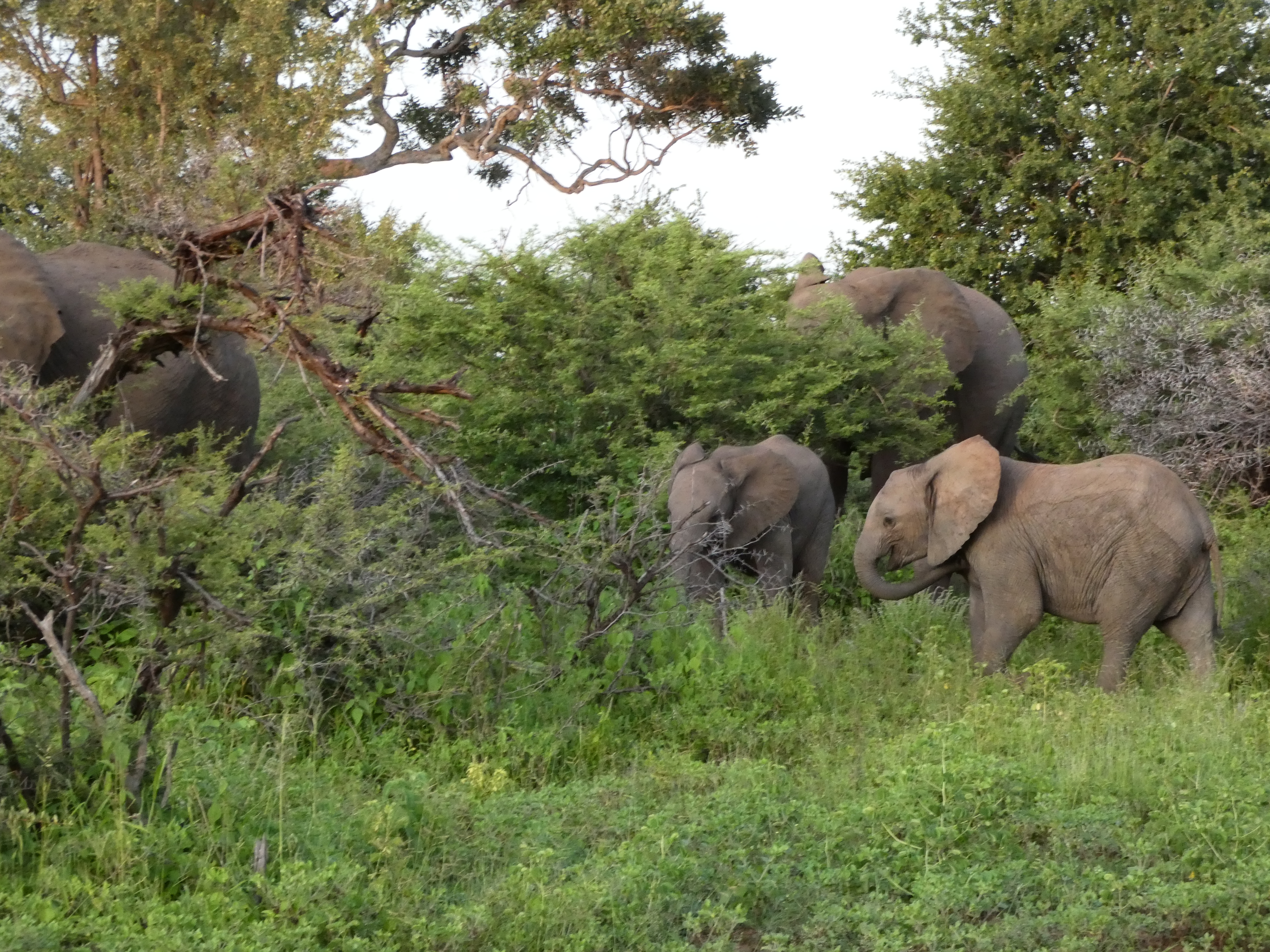 Zambesi Nationalpark 