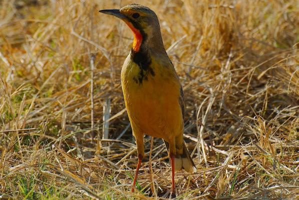 Cape Longclaw 