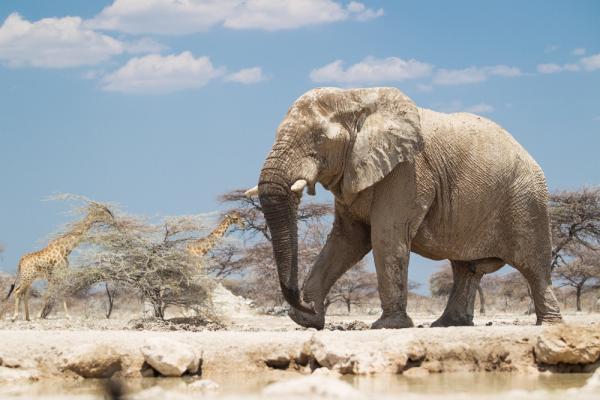 Elefant am Onguma Wasserloch (c) Onguma Game Reserve