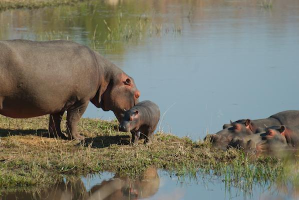 Hippos