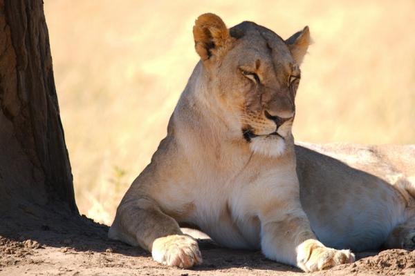 Hwange NP - Löwin Kalahari Calling 