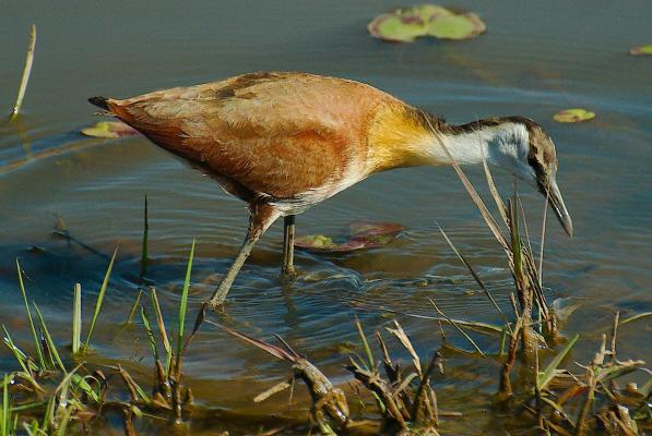 Jacana - Kalahari Calling Welgevonden