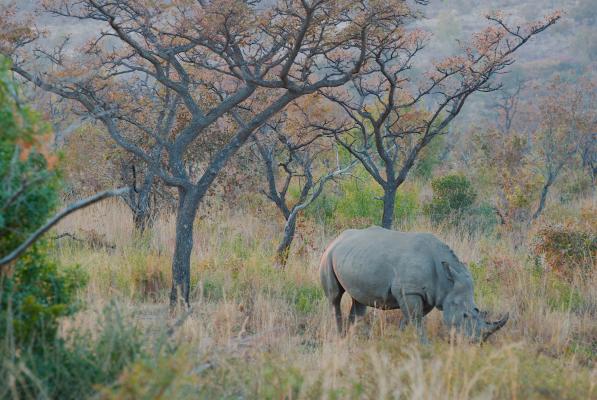 Nashorn im Morgendunst - Welgevonden