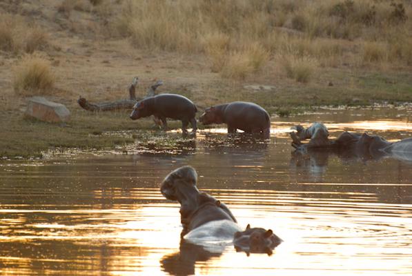 Nilpferde im Welgevonden Game Reserve