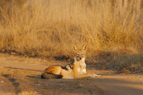 Schakal Welgevonden Game Reserve