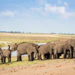 Botswana Safari - Elefanten am Chobe Fluss 