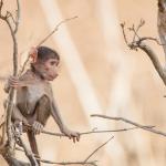 Botswana Safari - Pavianjunges im Chobe NP