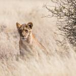 Löwin in der Kalahari