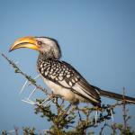 Gelbschnabeltokos - treue Besucher im Camp