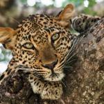Leopardin im Kapama Game Reserve