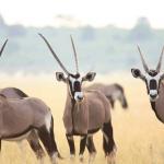 Oryxantilopen in der Kalahari