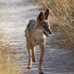 "Cry of the Kalahari" ist ein Buchtitel und er meint den "Ruf des Schakals", den man am Abend überall in der Kalahari hören kann