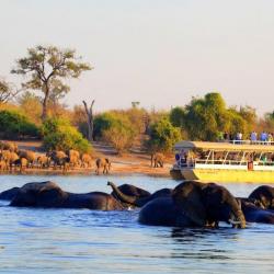 Bootstouren auf dem Chobe Fluss
