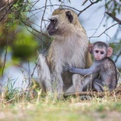 Botswana Safari - Pavian Mutter mit Kind