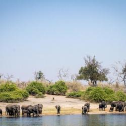 Bootstour auf dem Chobe