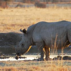 Nashorn im Khama Rhino Sanctuary - Bild von Kalahari Calling