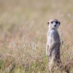 Erdmännchen in der Kalahari 