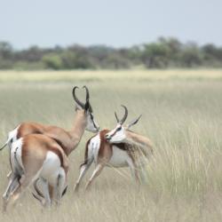 Springböcke im Sommer im Khutse Reserve