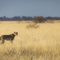 In der Kalahari