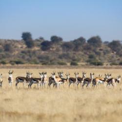 In der Kalahari 