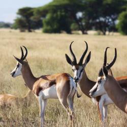 Central Kalahari Game Reserve