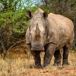 Nashorn am Waterberg Plateau 