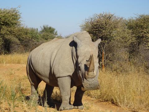 Selbstfahrerreise mit Kalahari Calling - Waterberg Wilderness