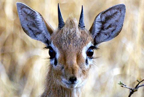 Dik Dik Antilopen