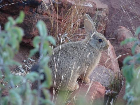 Hase am Zelt - Selbstfahrer Kalahari Calling