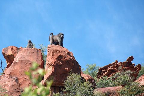 Paviane in der Waterberg Wilderness 