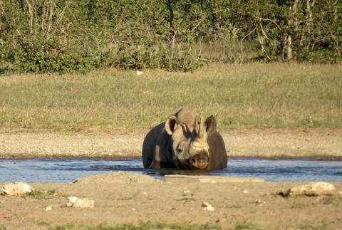 Spitzmaulnashorn am Dolomietpunt Wasserloch