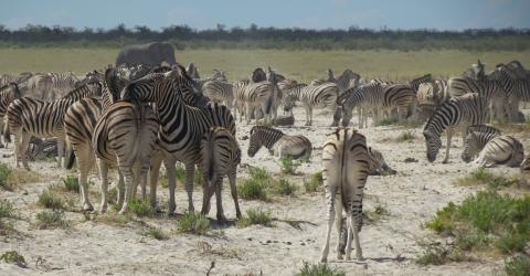 Tierreichtum im westlichen Etosha NP