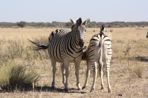 Khama Rhino Sanctuary