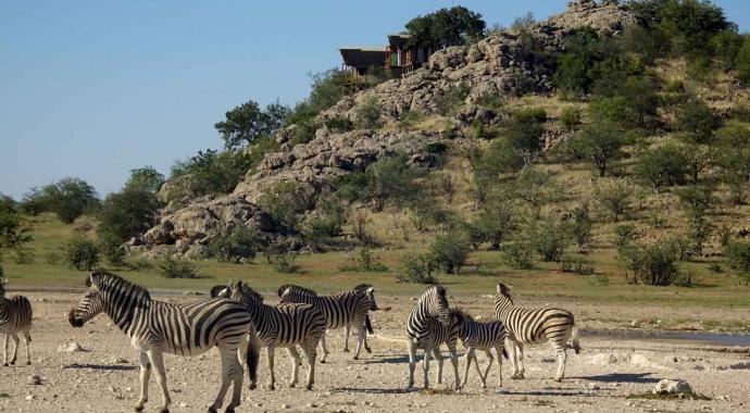 Zebras am Dolmietpunt Wasserloch