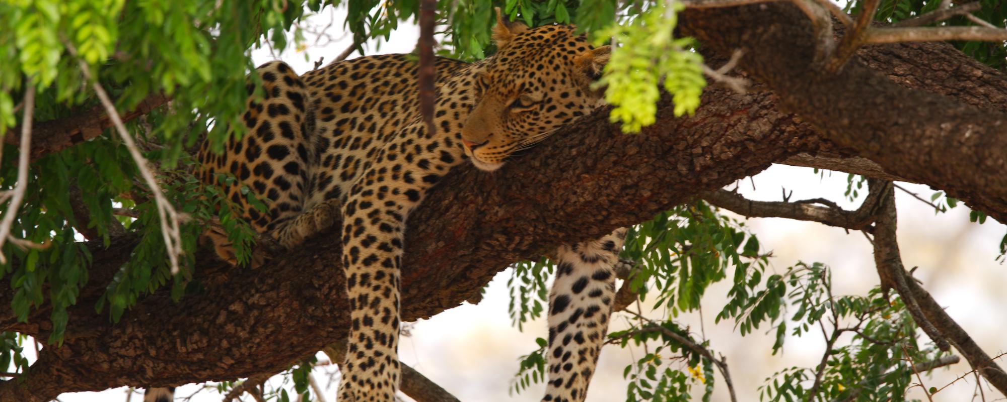 Leopardin im Krüger Nationalpark