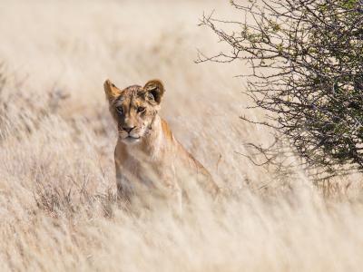 Löwin in der Kalahari