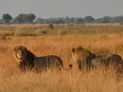 Löwen in der Kwando Kwara Concession, Okavango Delta  