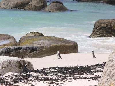 Am Boulder's Beach - Pinguine in Simons Town