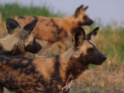 Wildhunde im Delta