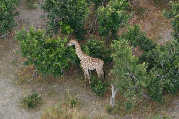 Eine Giraffe im Okavango Delta in Botswana