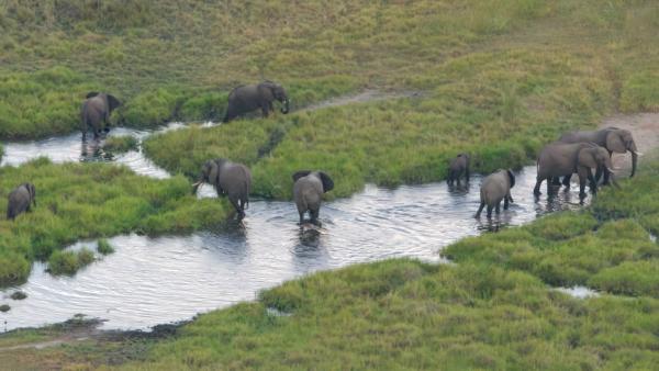 Elefanten im Okavango Delta fotografiert während eines Helicopter Rundflugs