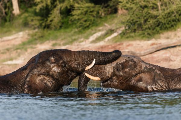 Elefanten im Sambesi Fluss - Tsowa Safari Island