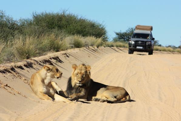 Löwen im Kgalagadi Transfrontier Nationalpark