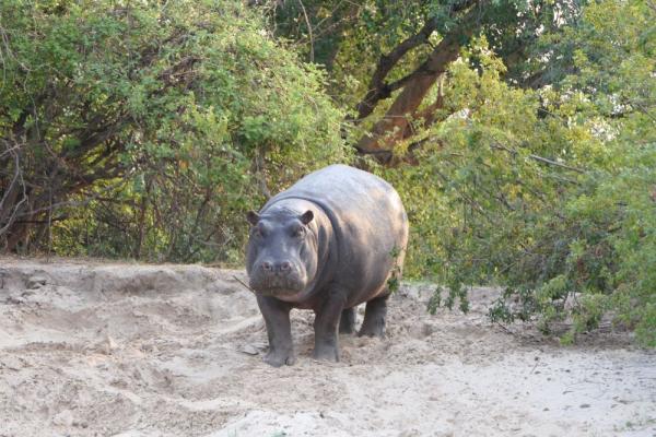 Ein Nilpferd am Ufer des Sambesi Flusses - Sunset Bootstour auf dem Sambesi Fluss, Kalahari Calling 