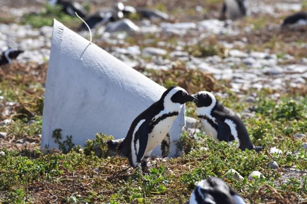 Pinguine vor einer künstlichen Bruthöhle auf Dyer Island © Marine Dynamics