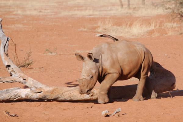 ​​​​We Kebi Safari Lodge in Namibia - Ein Nashornbaby kommt zum Trinken an das Wasserloch