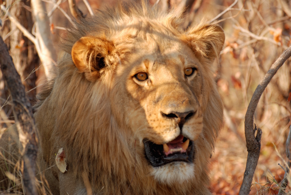 Löwenkopf fotografiert von Kalahari Calling 