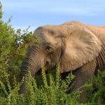 Elefant im Addo Nationalpark, Südafrika